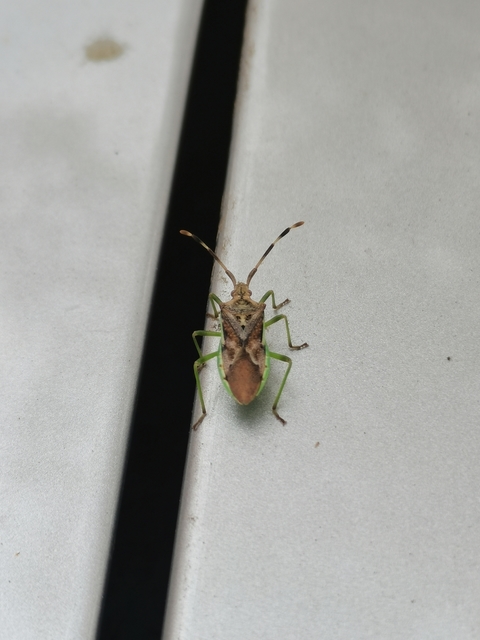 Gonocerus juniperi - boróka-karimáspoloska
