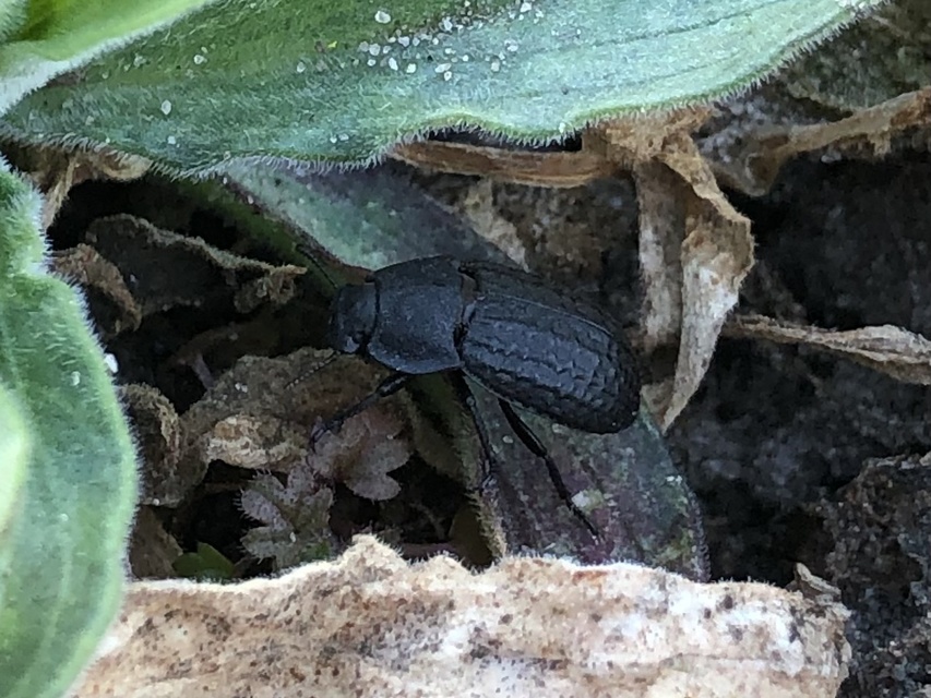 Opatrum sabulosum - sároshátú gyászbogár