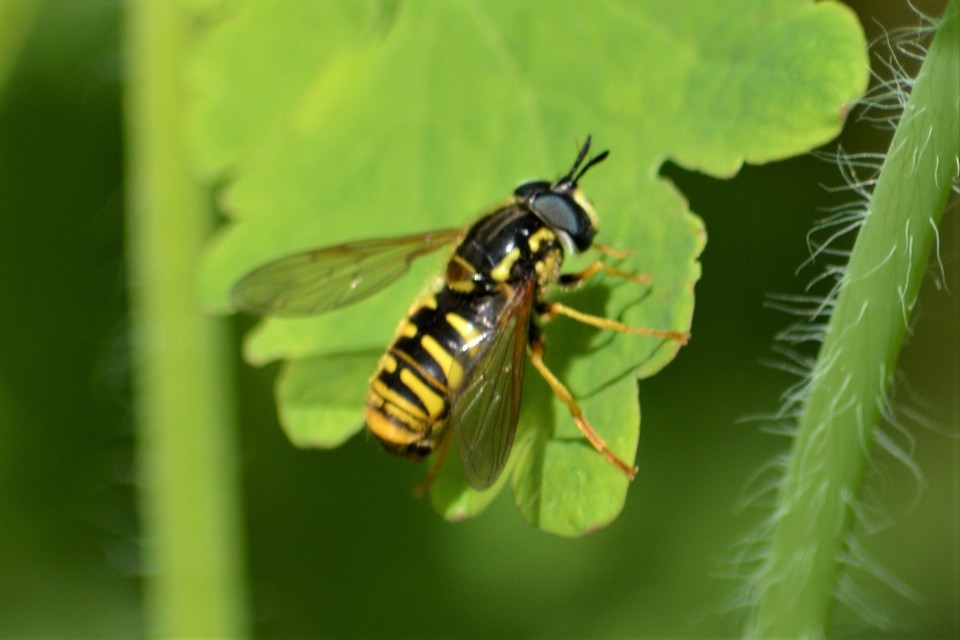 Chrysotoxum