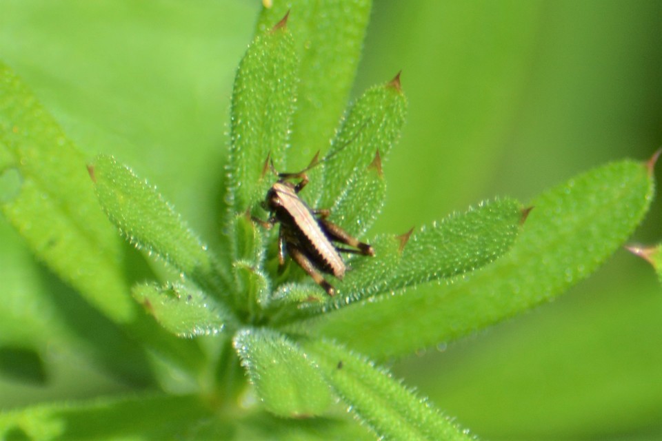 Pholidoptera griseoaptera - szürke avarszöcske