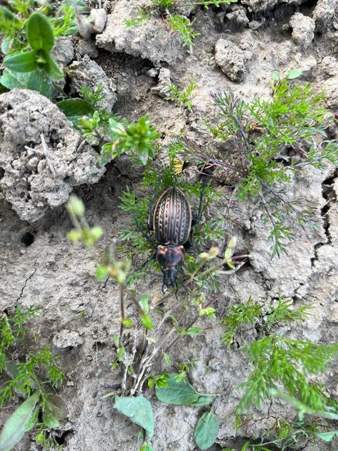 Carabus ulrichii - rezes futrinka Carabus ulrichii - rezes futrinka