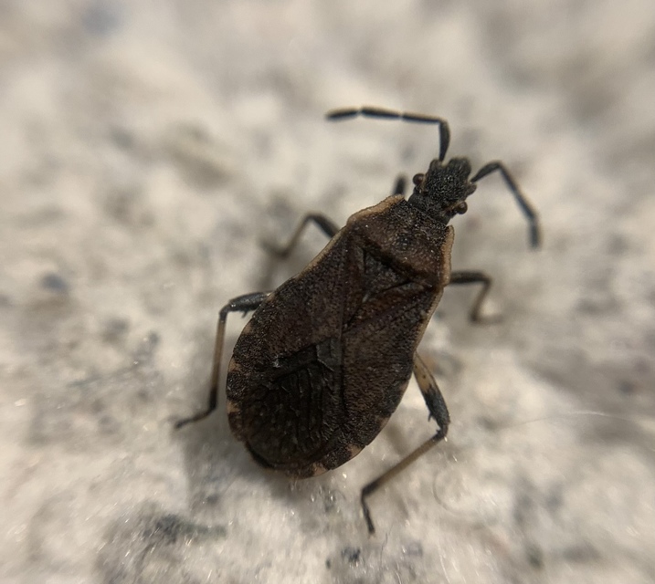 Nemocoris fallenii