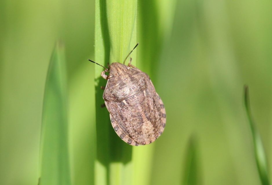 Eurygaster