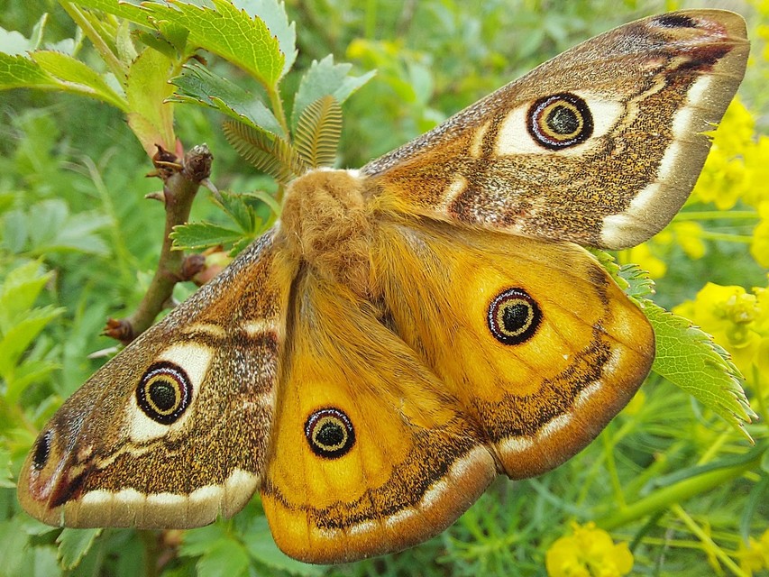 Saturnia pavoniella/pavonia