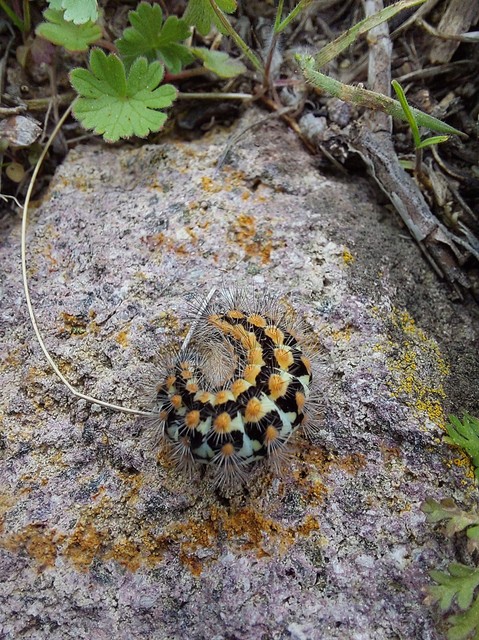 Pentophera morio - réti gyapjaslepke