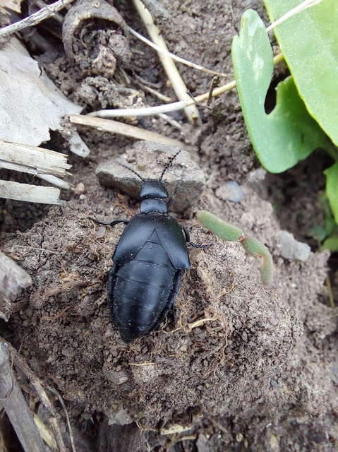 Meloe uralensis - uráli nünüke