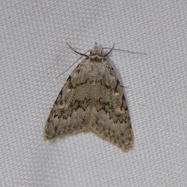 Nola cicatricalis - szürke pamacsosszövő