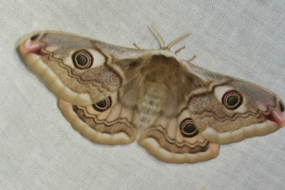 Saturnia pavoniella/pavonia