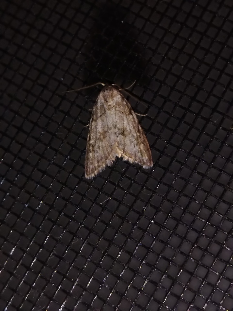 Nola cicatricalis - szürke pamacsosszövő
