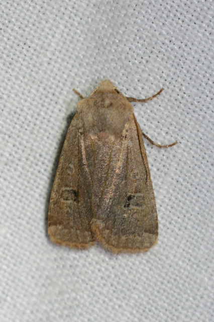 Conistra erythrocephala - vörösfejű őszibagoly