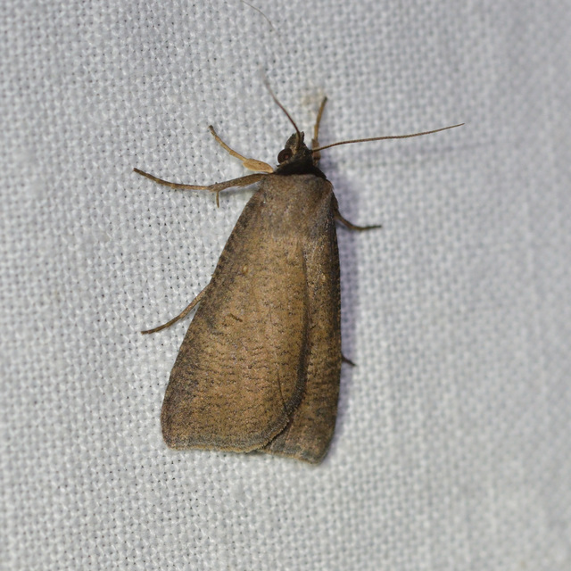 Lygephila procax - fekete csüdfűbagoly