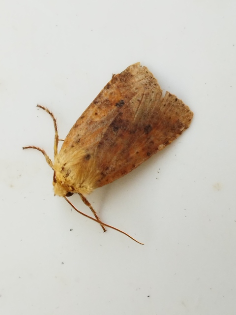 Conistra rubiginea - vörös őszibagoly