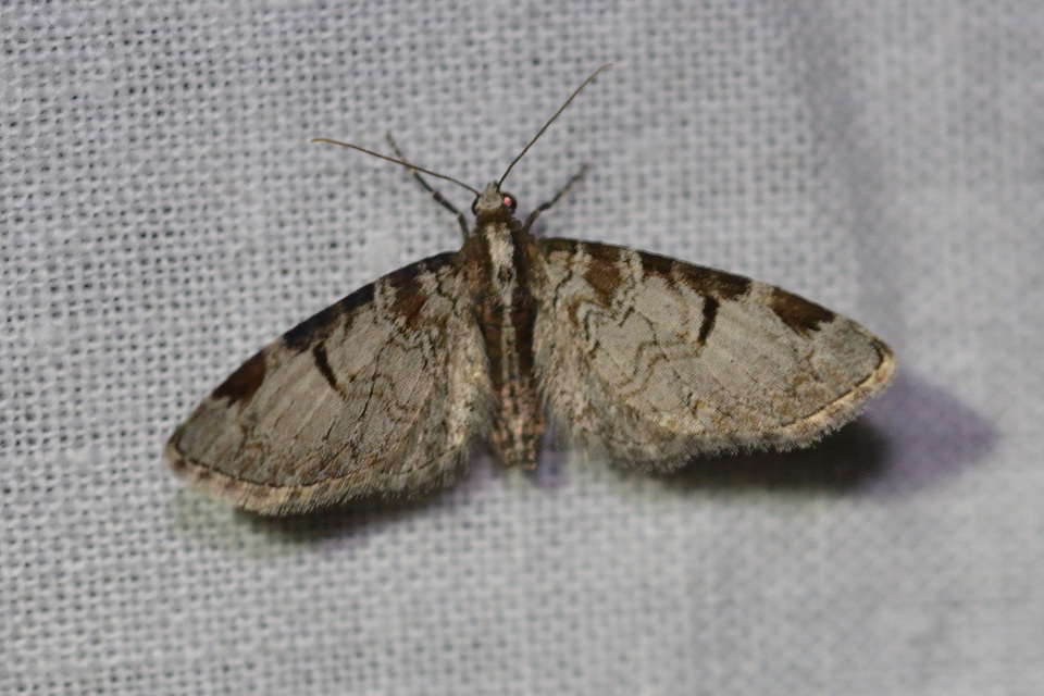 Eupithecia insigniata - hálózatos törpearaszoló