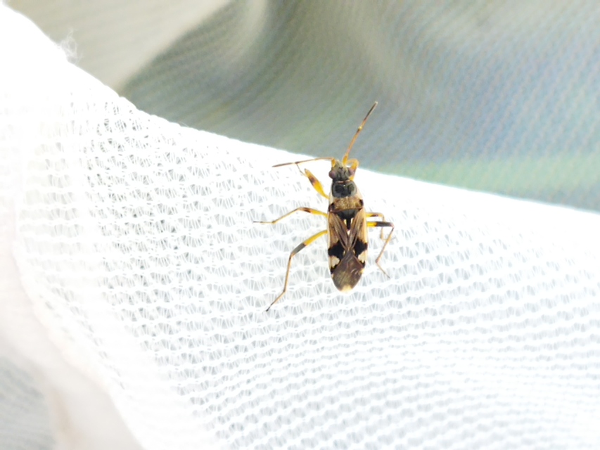 Beosus maritimus - homoki bodobács