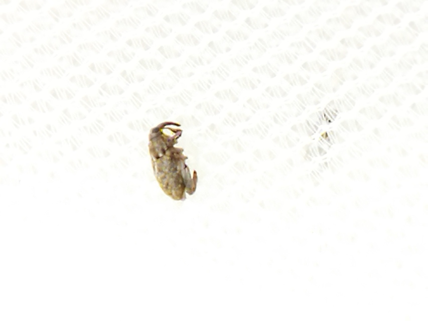Coryssomerus capucinus - székfű-kancsalormányos