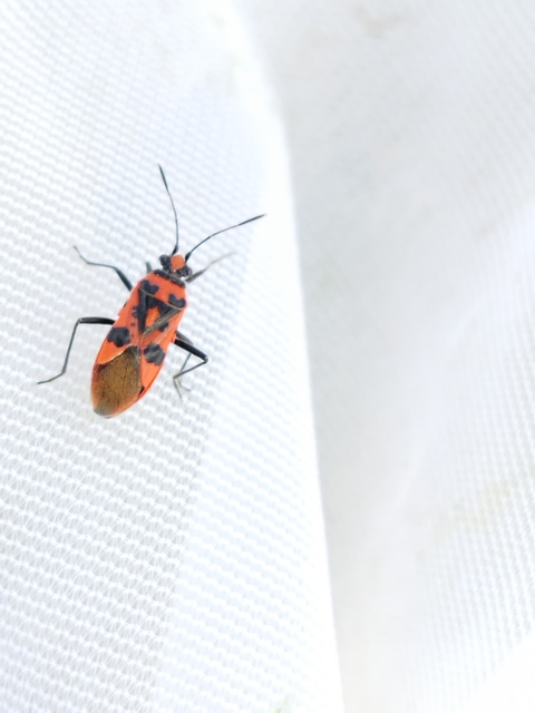 Corizus hyoscyami - piros karimáspoloska