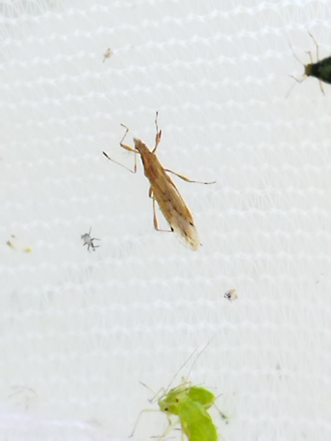 Berytinus