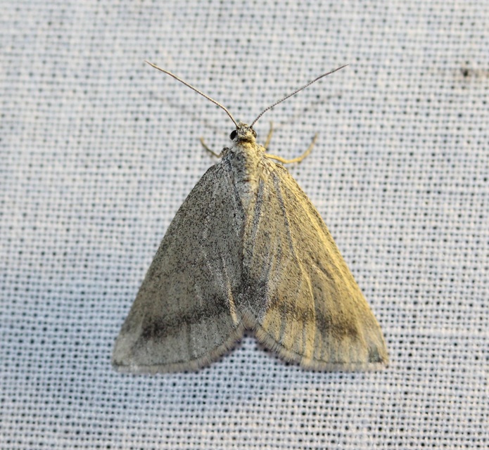 Lithostege griseata - szürke araszoló