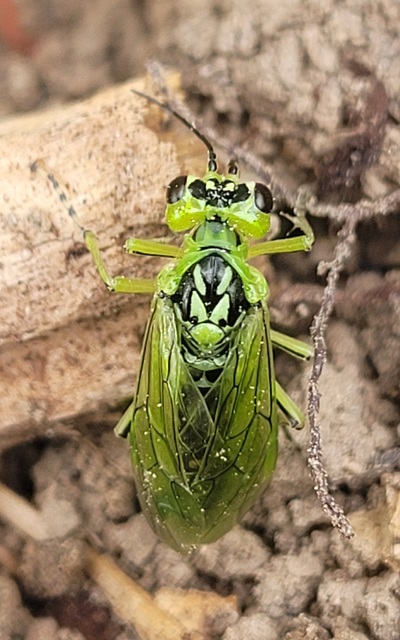 Rhogogaster chlorosoma - aranyszemű ékesdarázs