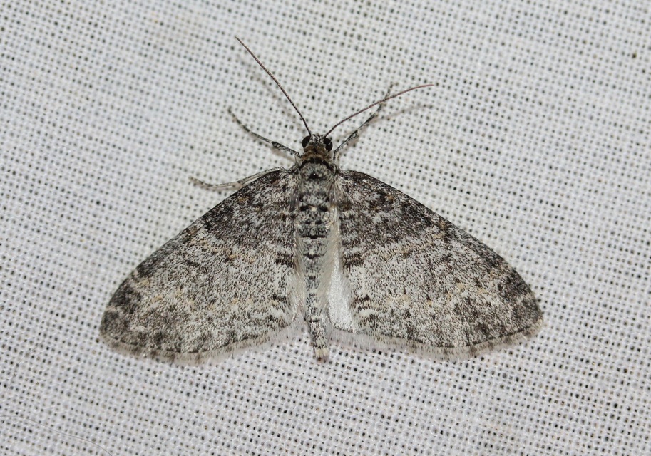 Lobophora halterata - szárnyfüggelékes araszoló