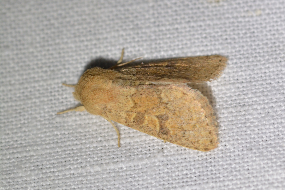 Orthosia miniosa - sárgás barkabagoly