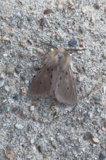 Diaphora mendica - felemás medvelepke