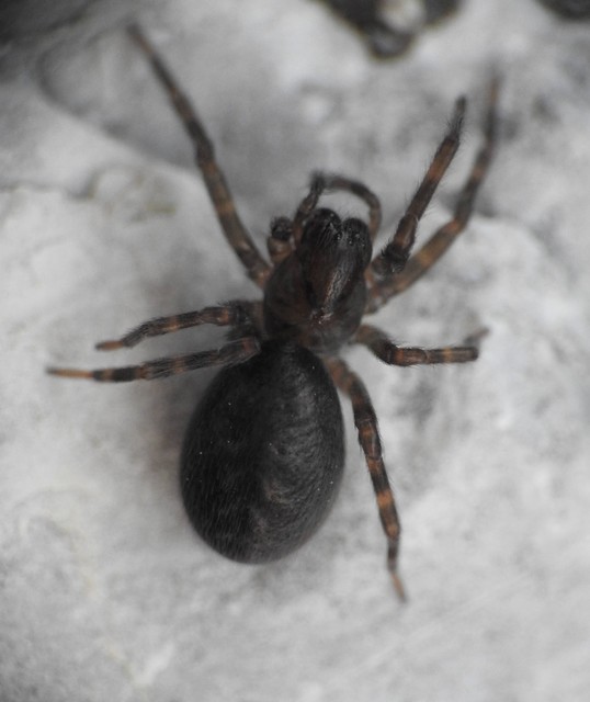 Araneae - Pókok
