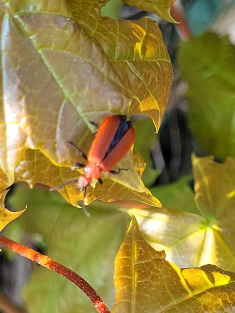 Pyrochroa serraticornis - közép-bíborbogár