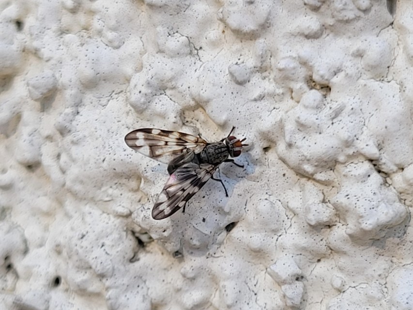 Otites centralis/guttata