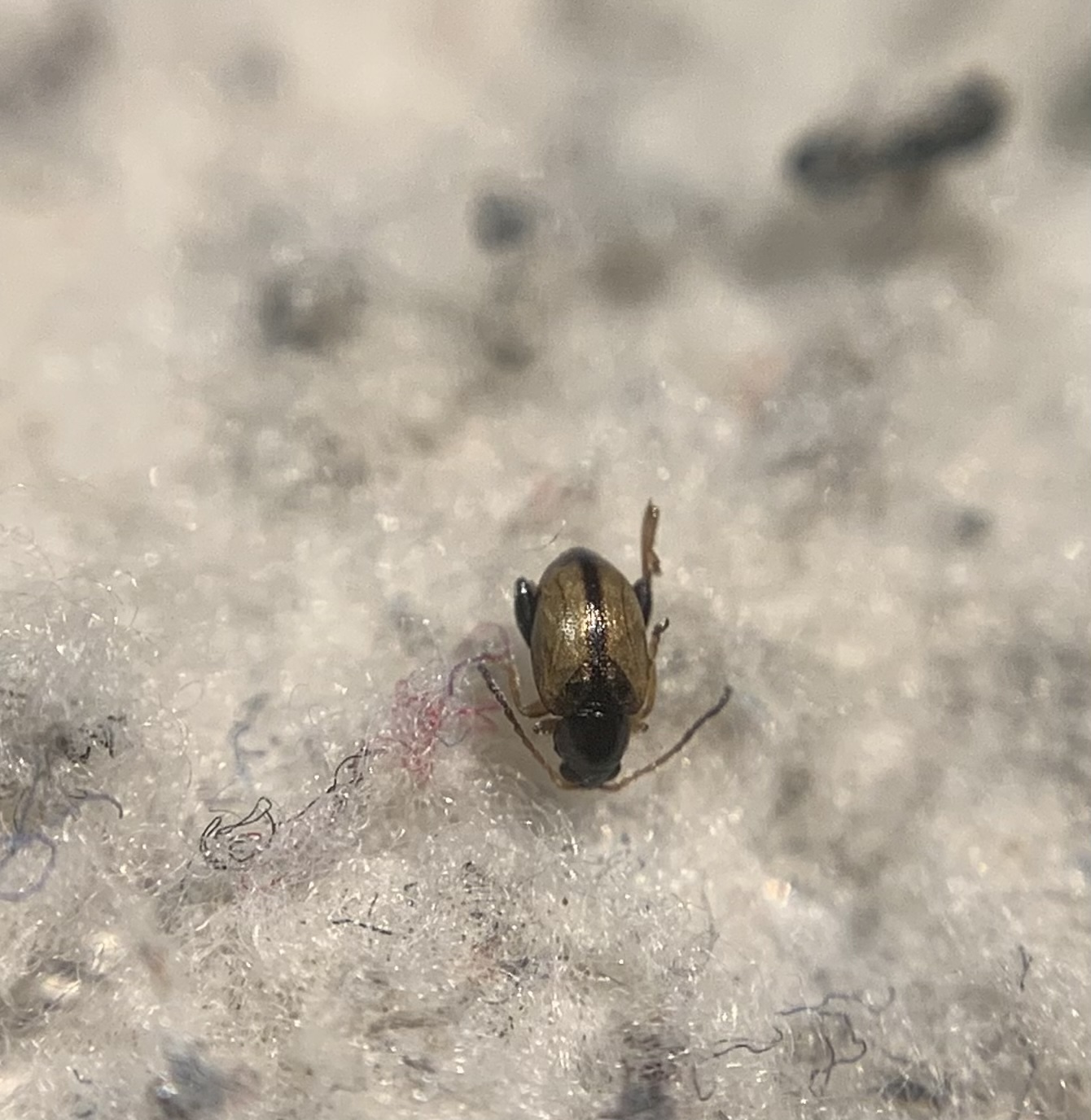 Longitarsus nasturtii