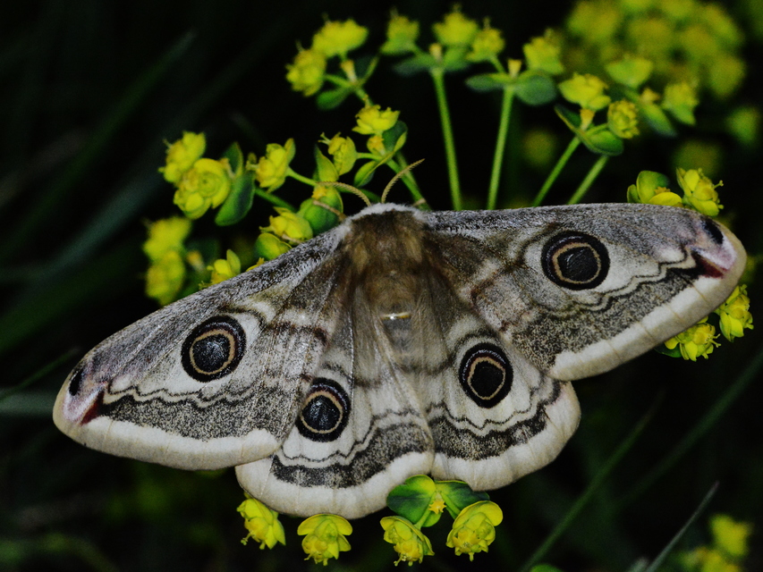Saturnia pavoniella/pavonia