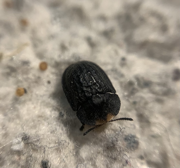 Cassida atrata - fekete pajzsbogár