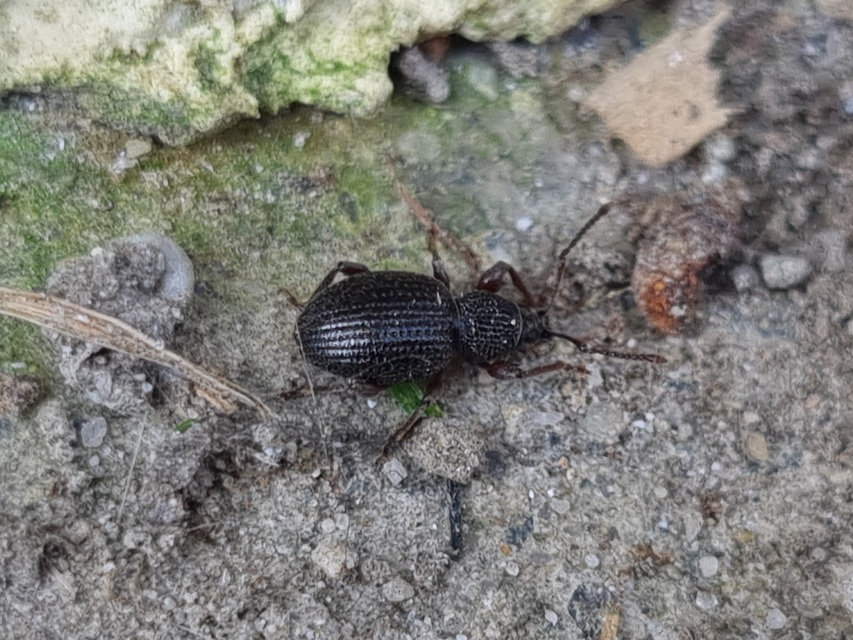 Otiorhynchus ovatus - apró gyalogormányos