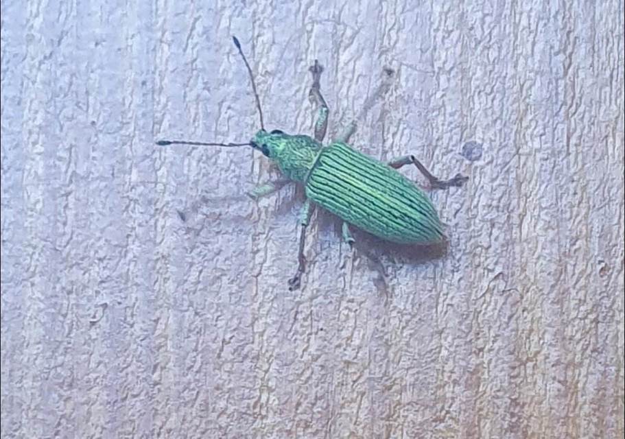 Polydrusus formosus - selymes lombormányos
