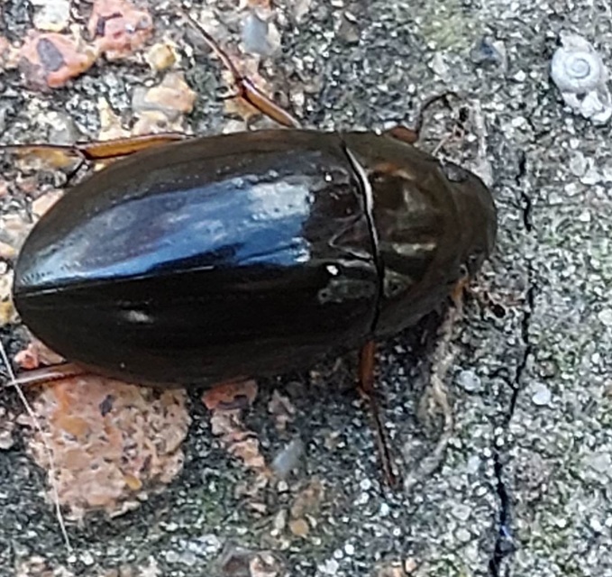 Hydrochara flavipes - sárgalábú csibor