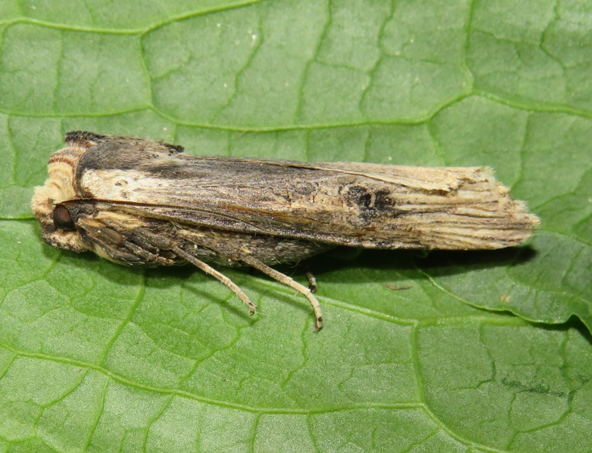 Xylena exsoleta - szürke fabagoly