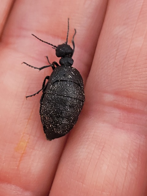 Meloe rugosus - ráncos nünüke