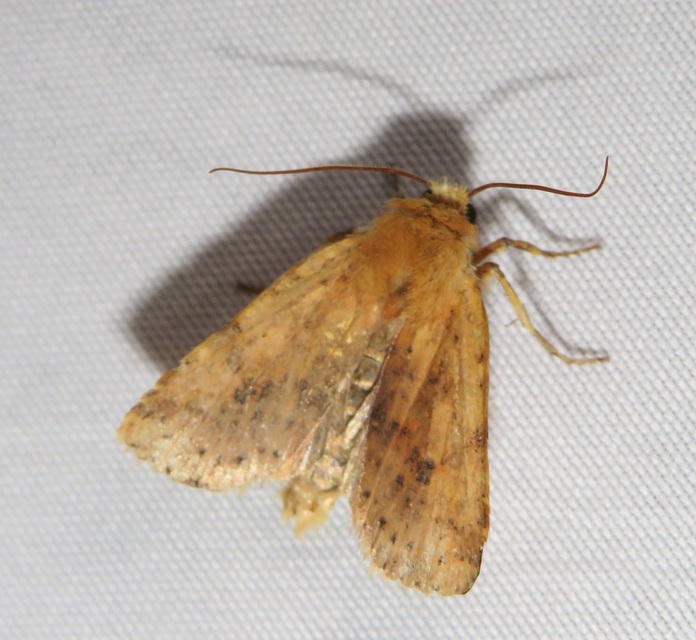 Conistra rubiginea - vörös őszibagoly