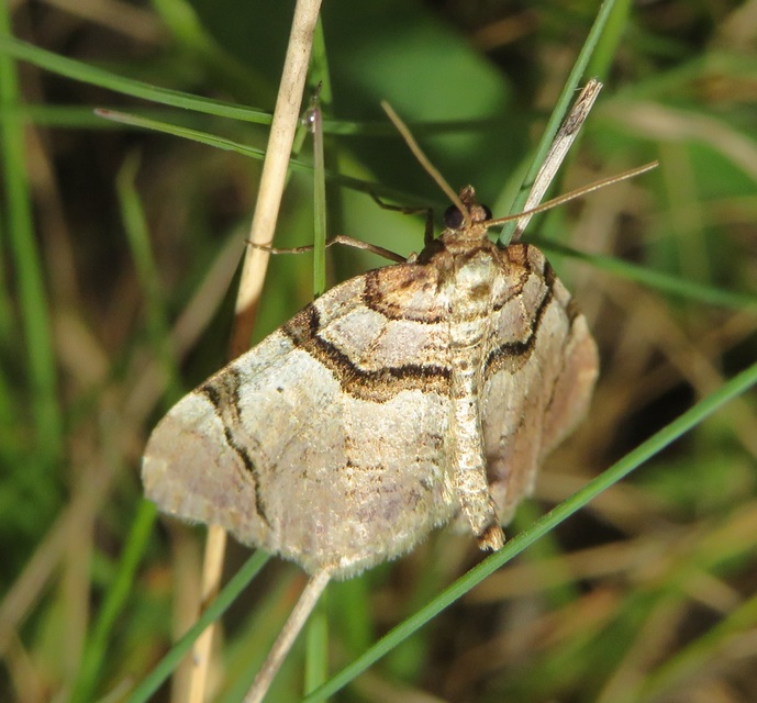 Anticlea derivata - vadrózsa-tarkaaraszoló