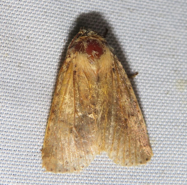 Conistra rubiginea - vörös őszibagoly
