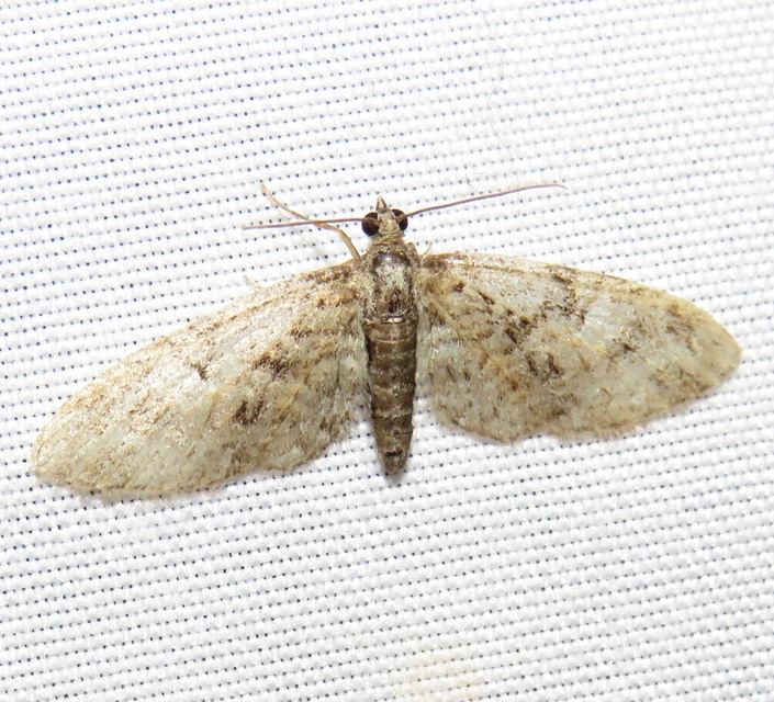 Eupithecia abbreviata - korai törpearaszoló