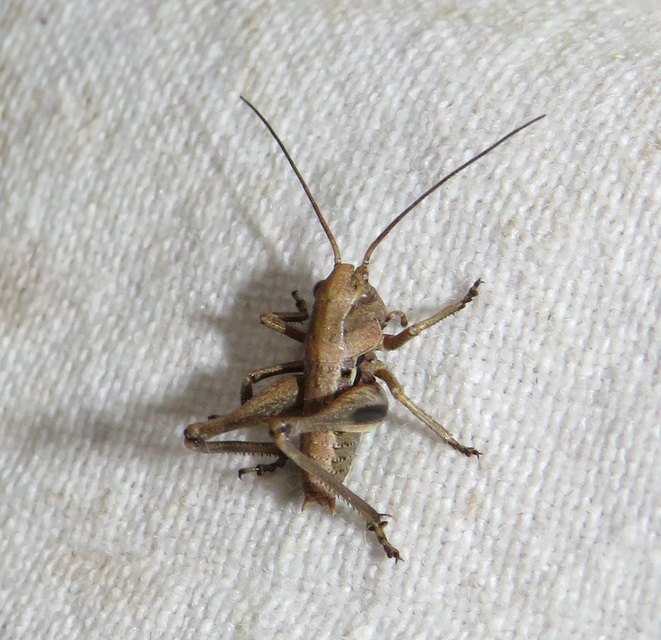 Decticus verrucivorus - szemölcsevő szöcske