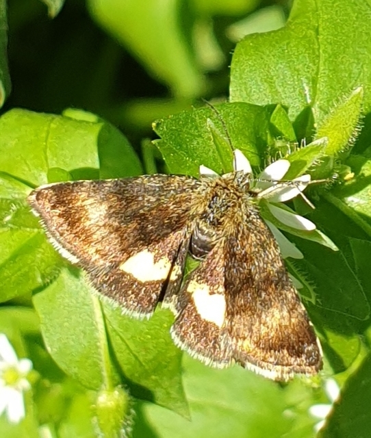 Panemeria tenebrata - apró sárgabagoly