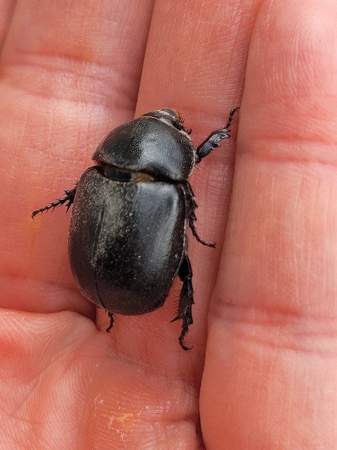 Pentodon idiota - butabogár