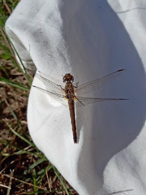 Sympetrum striolatum - harántsávos katona-szitakötő