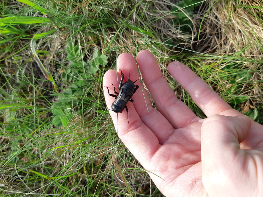 Gryllus campestris - mezei tücsök