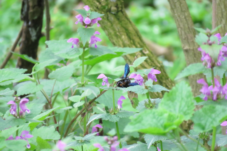 Xylocopa