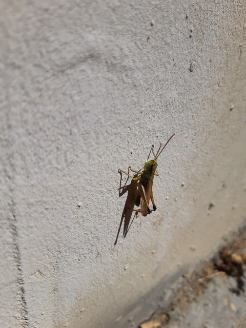 Pseudochorthippus parallelus - közönséges rétisáska