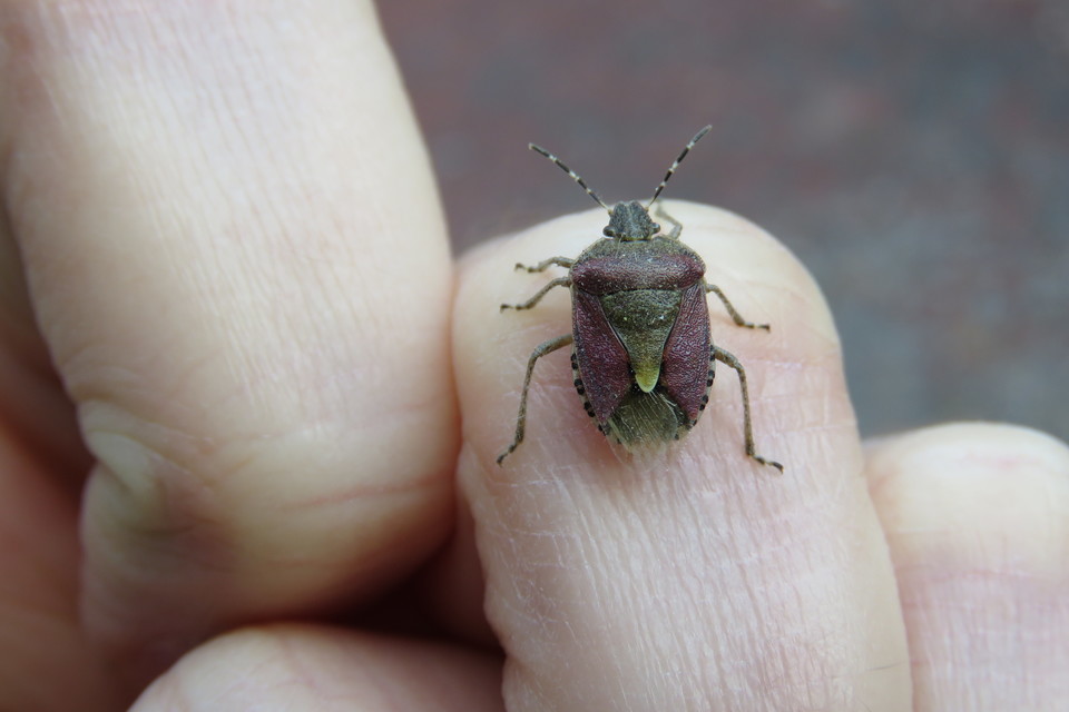 Dolycoris baccarum - közönséges bogyómászó-poloska Dolycoris baccarum - közönséges bogyómászó-poloska