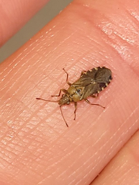 Orsillus depressus - tuja-fényesbodobács